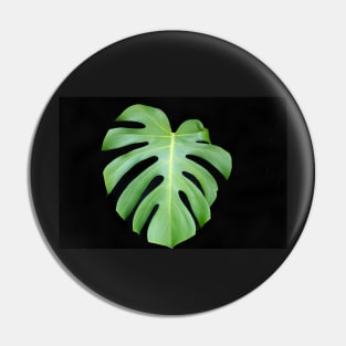 Bright green monstera leaf on black background closeup Pin