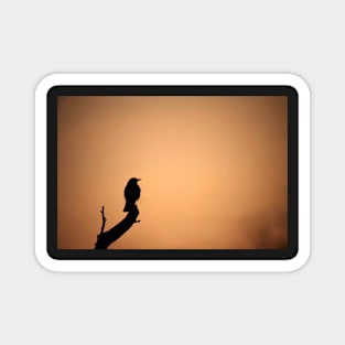 Bird at Sunset Magnet