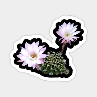 Flowering Cactus Magnet