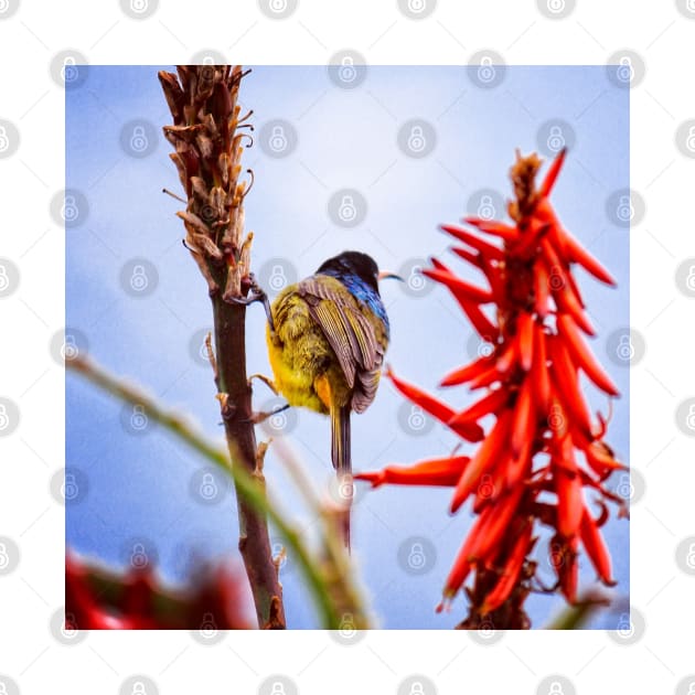 Orange Breasted Sunbird by sanityfound