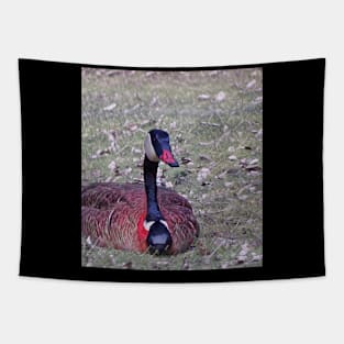 beautiful goose laying in grass Tapestry