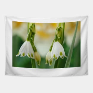 Leucojum aestivum  &#39;Gravetye Giant&#39;  AGM  Summer snowflake Tapestry