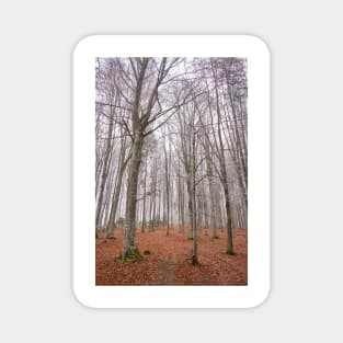 Winter landscape with frost on trees Magnet