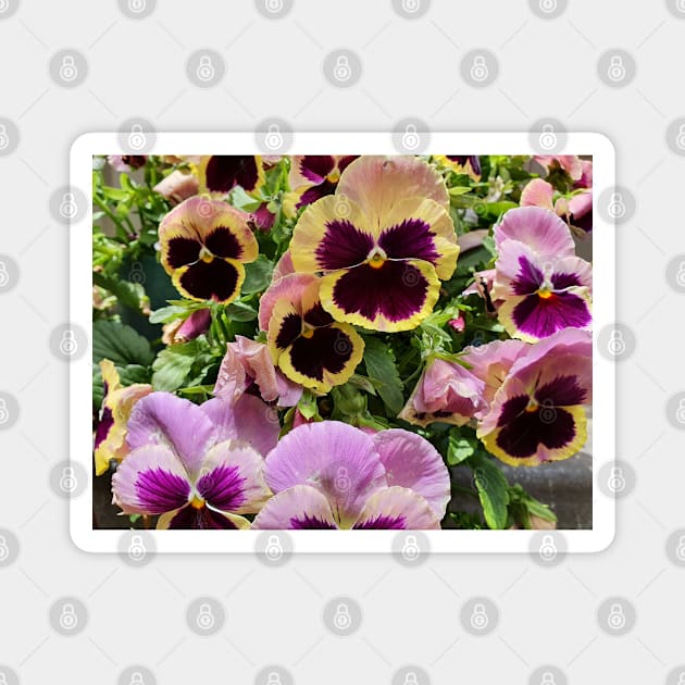 Pretty Pansies Magnet by claire-l-page