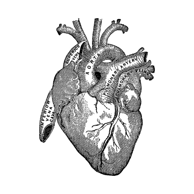 Antique Anatomy Illustration of Human Heart by Pixelchicken