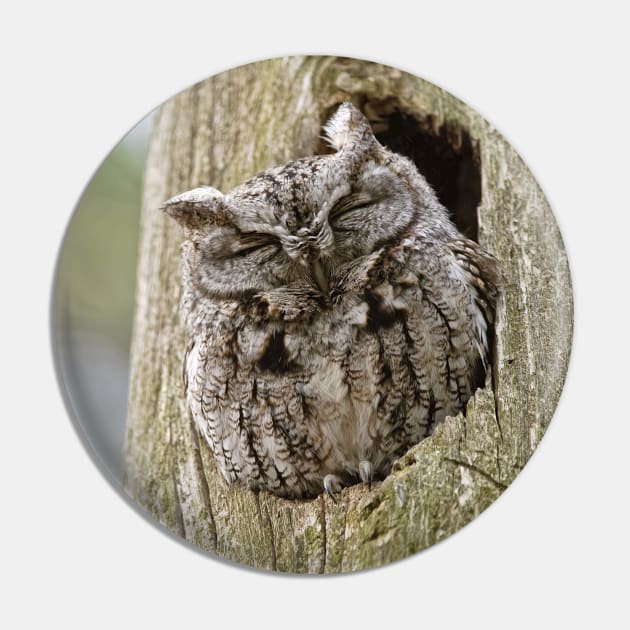 Sleeping Screech Owl Pin by jaydee1400