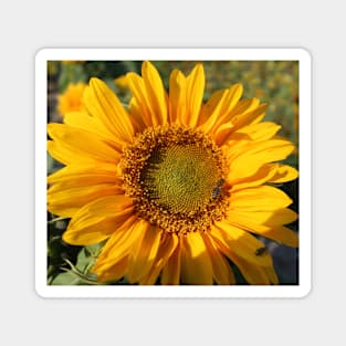 Bee on Sunflower Magnet