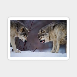 Timber Wolves Magnet