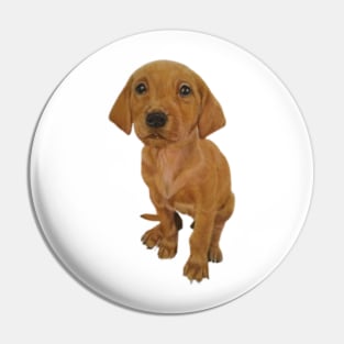 Adorable Puppy Fox Red Labrador Pin