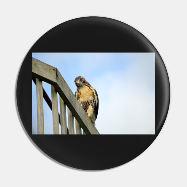 Red Tail Hawk Pin by Drgnfly4free