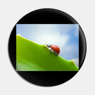 Wall Art - Ladybird, Ladybug Ascent - Photo print, canvas, artboard print Canvas Print Pin