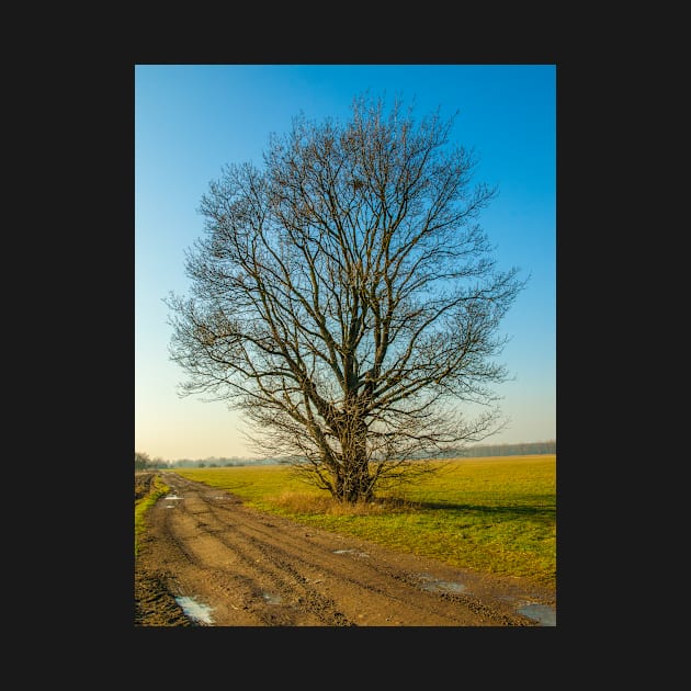 lonely tree on the meadow by Hujer