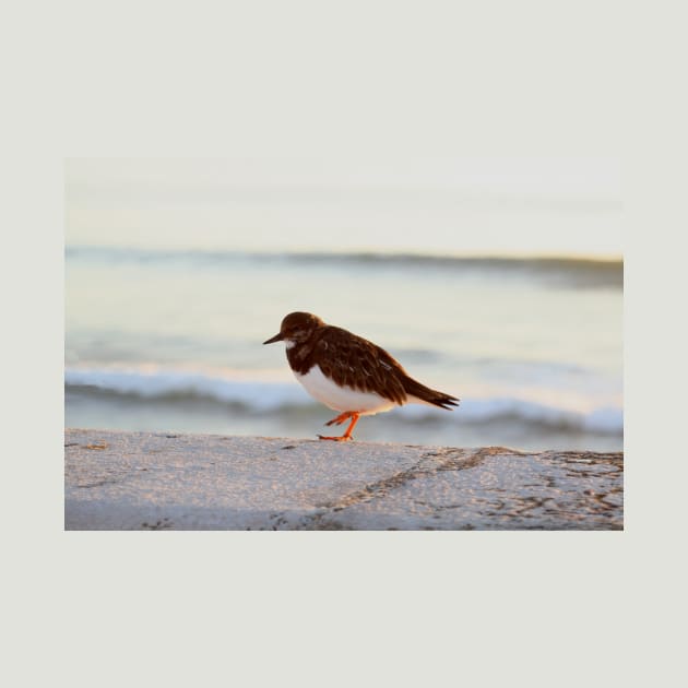 Sandpiper bird enjoying some relaxing time by the sea by oknoki