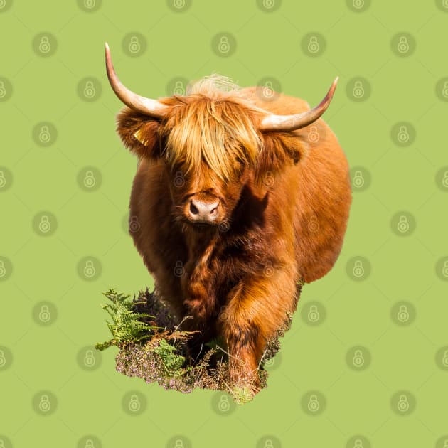 Highland Cow in Fern by Jane Stanley Photography