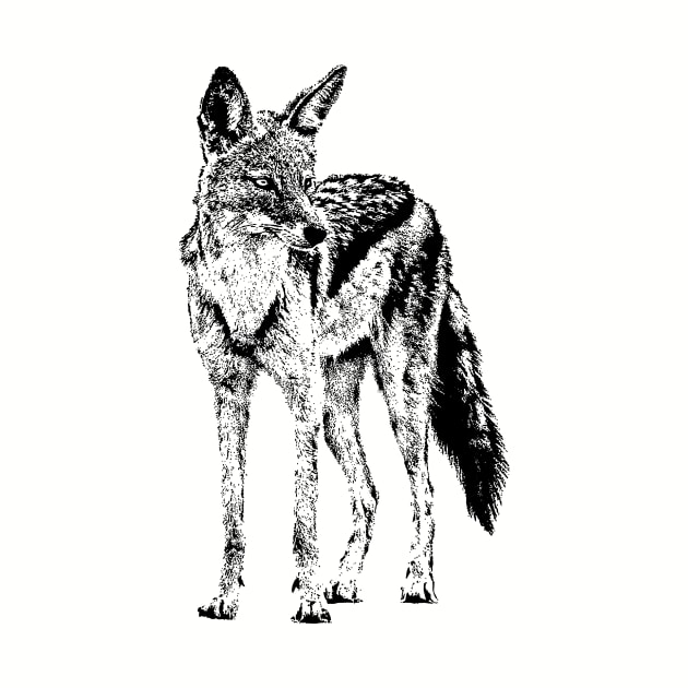 Black-backed Jackal for African Wildlife Fans by scotch