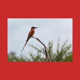 Southern Carmine Bee-Eater T-Shirt