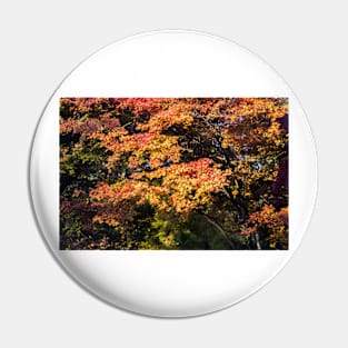 Maples in Glorious Autumn Colour Pin