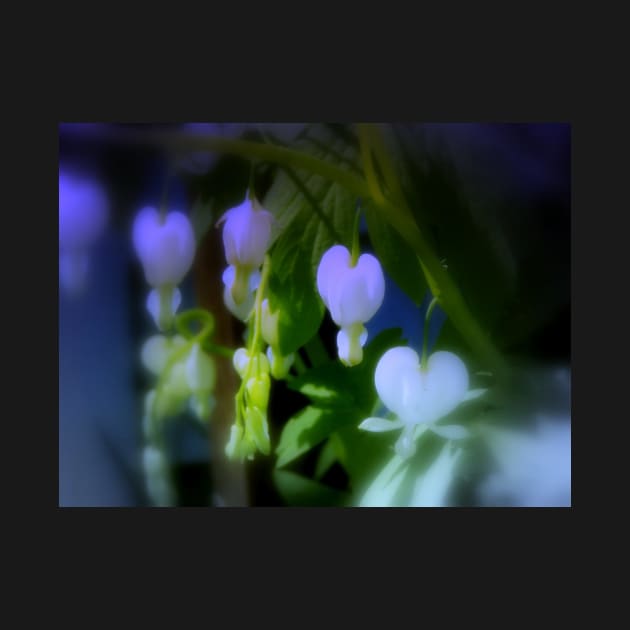 elegant white bleeding hearts, blue by DlmtleArt