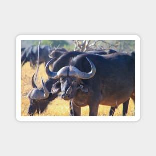 African Cape Buffalo with Two Oxpeckers on His Face Magnet