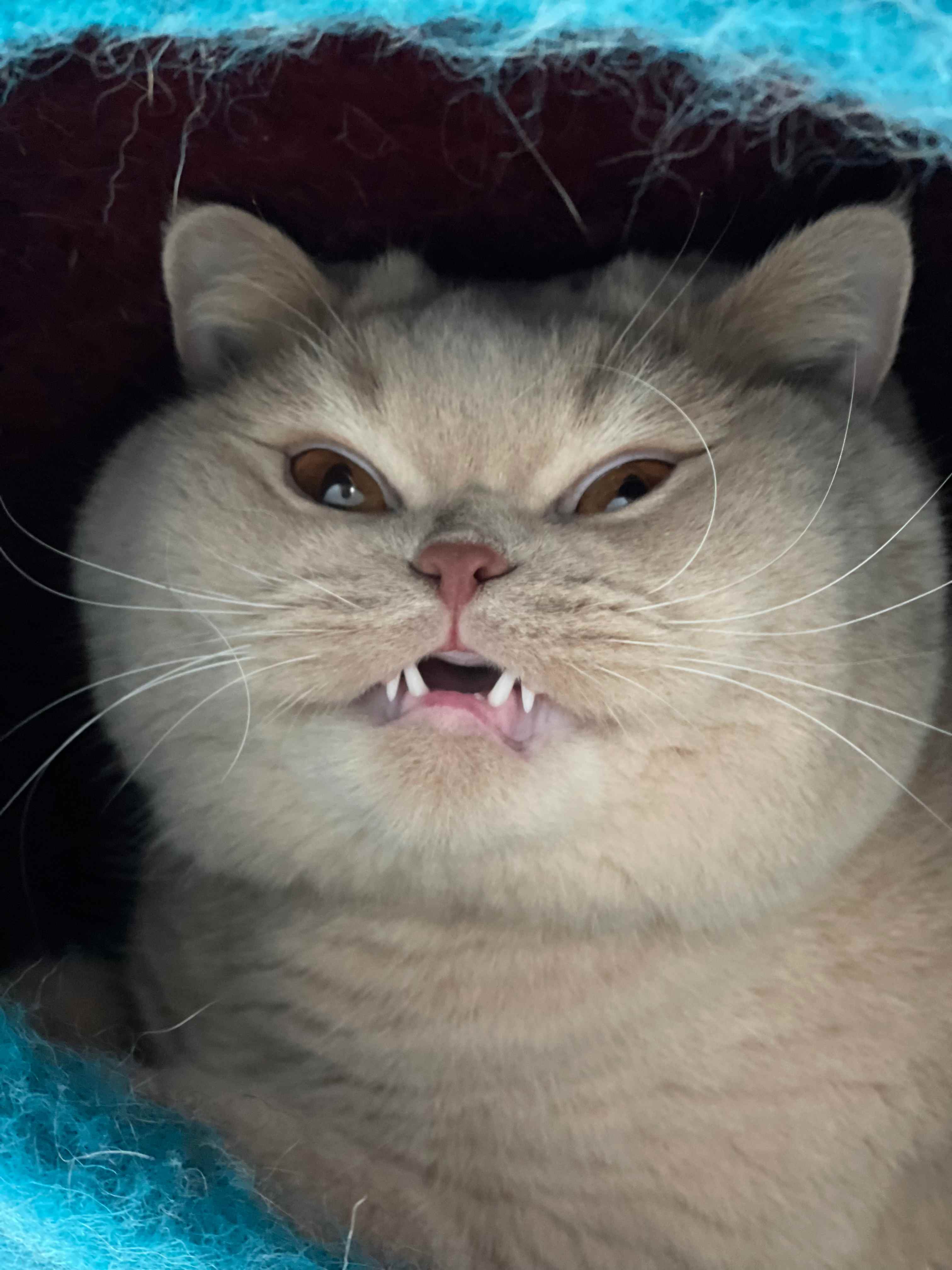 dunkindonutcat profile image