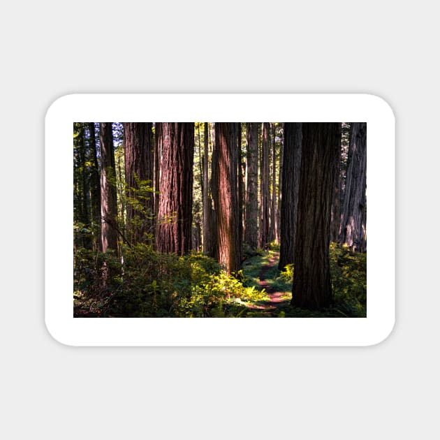 Hiking trail in a redwood forest Magnet by blossomcophoto