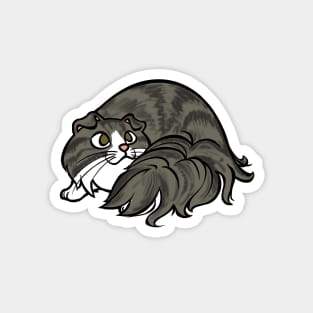 All Curled Up--Longhaired Scottish Fold Tabby Style Magnet