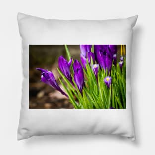 Spring Crocus 8 Pillow