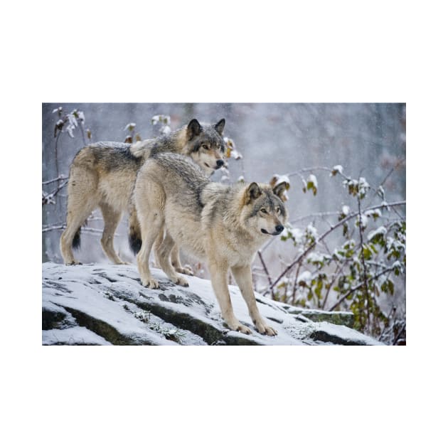 Two Gray Wolves by jaydee1400