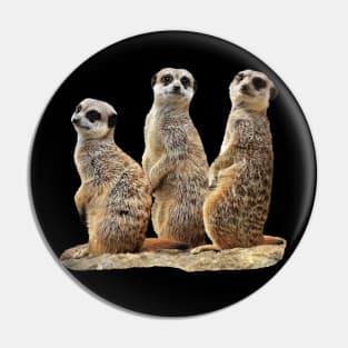 Funny Meercats on a rock in Africa Pin