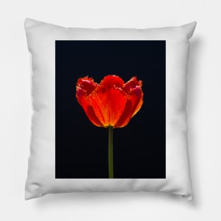 Garden Tulip In Sunlight 1 Pillow