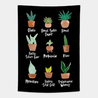 Sansevieria Cultivars (Black) Tapestry