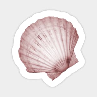 Pink fan seashell Magnet