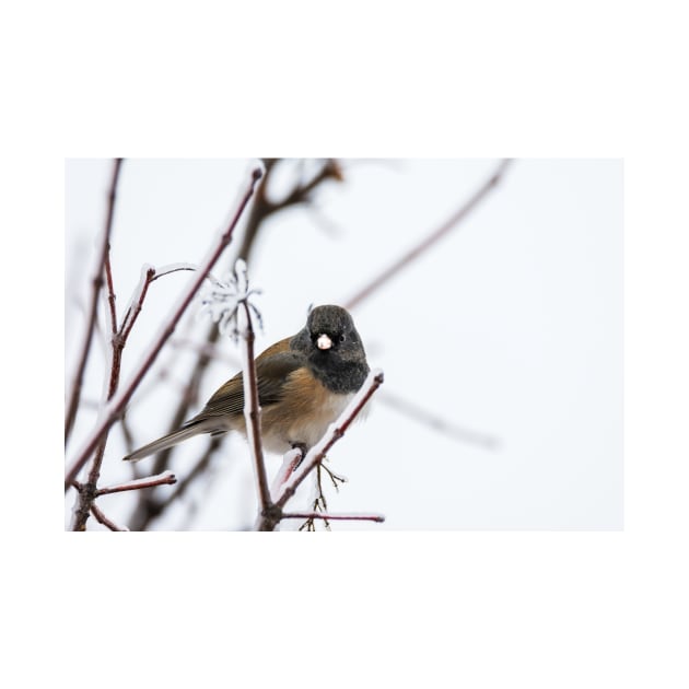 Dark-eyed Junco on Snowy Branches by Debra Martz by Debra Martz