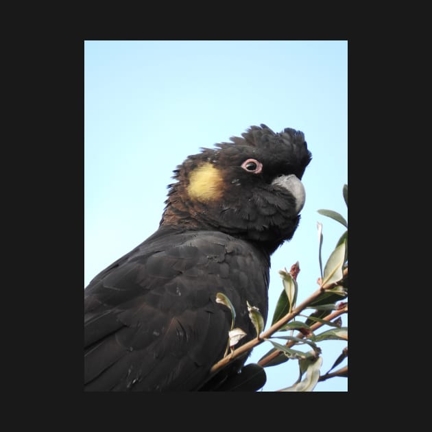 Yellow-tailed Black Cockatoo by kirstybush
