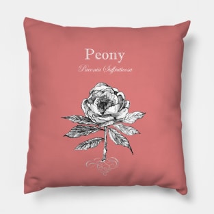 Peony - Latin Name - Botanical illustration 1. Pillow