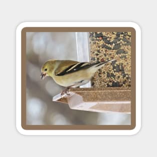 Goldfinch at Feeder No.1 Magnet