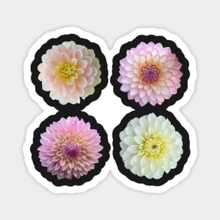 Dahlia Garden Party on Pink Magnet