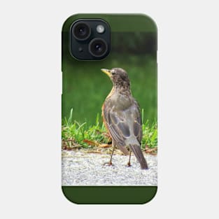 American Robin-5 Phone Case