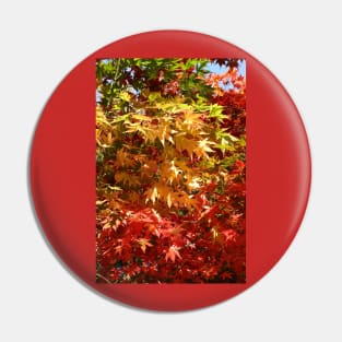 Colourful leaves of a maple tree in autumn Pin