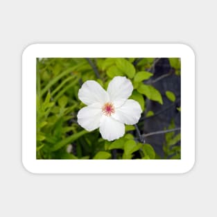 White Hibiscus Magnet