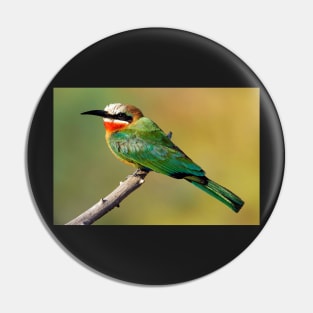 Whitefronted Bee-eater Perching Pin