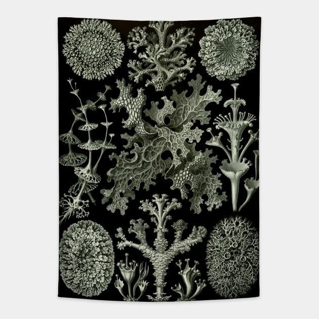 Lichen by Ernst Haeckel Tapestry by MasterpieceCafe