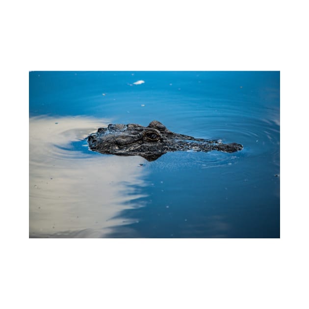 Swimming Alligator by KensLensDesigns