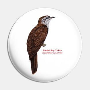 Banded Bay Cuckoo | Cacomantis sonneratii Pin