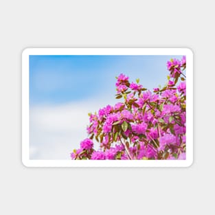 Vibrant Pink Rhododendron Blossoms and Blue Sky Magnet