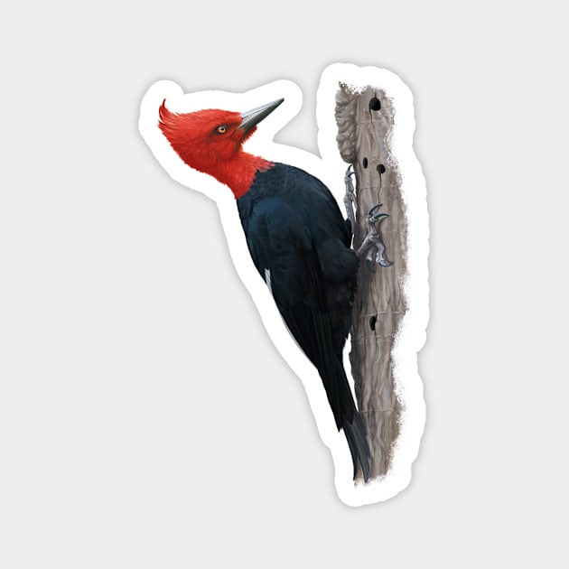 Magellanic woodpecker Magnet by uialwen