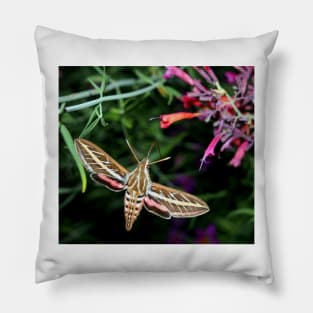 Hummingbird Moth Pillow