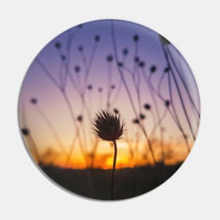 dry scabious Pin