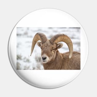 Big Horn Sheep Pin