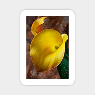 Yellow Calla Lilly Magnet